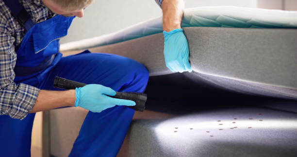 Best Wasp Removal Services  in Rouse, CA