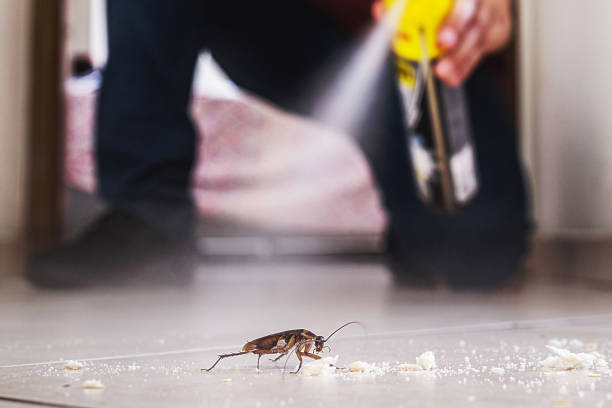 Best Emergency Pest Control  in Rouse, CA