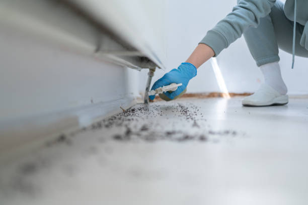 Best Flea Control Services  in Rouse, CA